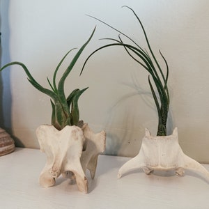 May include: Two air plants in bone planters. The planters are made from animal bones and have a natural, off-white color. The air plants have long, green leaves. The planters are on a white surface.