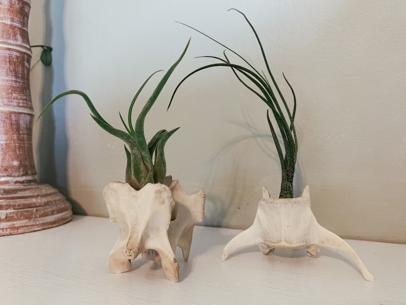 May include: Two air plants in bone planters. The planters are made from animal bones and have a natural, off-white color. The air plants have long, green leaves. The planters are on a white surface.