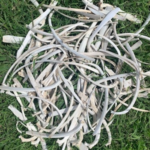 May include: A pile of white bones, likely from a large animal, scattered on a bed of green grass.