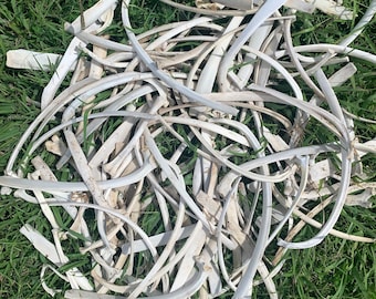 May include: A pile of white bones, likely from a large animal, scattered on a bed of green grass.