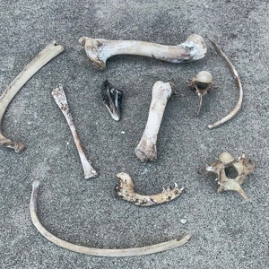Bag of Bones | Nature-Foraged Bone Assortment | Please Read Full Description | Real Bone | Vulture Culture