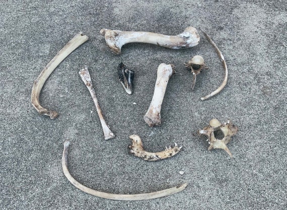Bag of Bones | Nature-Foraged Bone Assortment | Please Read Full Description | Real Bone | Vulture Culture