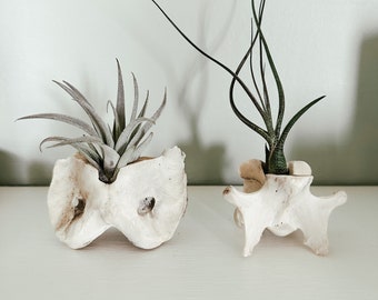 Vertebrae Air Plant Displays | Please Read Full Description | Gift for Doctor, Chiropractor, Teacher | 3” Average | Animal Bone