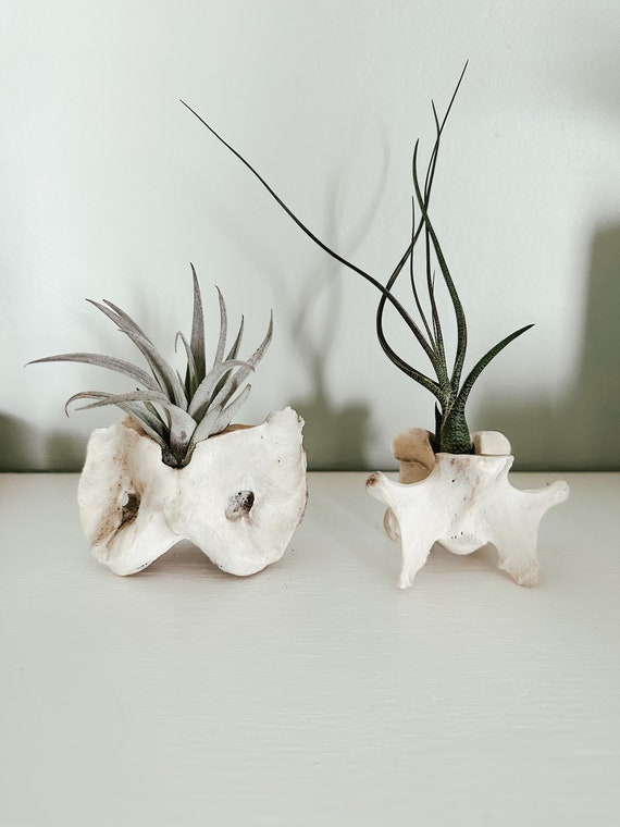 Vertebrae Air Plant Displays | Please Read Full Description | Gift for  Doctor, Chiropractor, Teacher | 3 Average | Animal Bone - Etsy