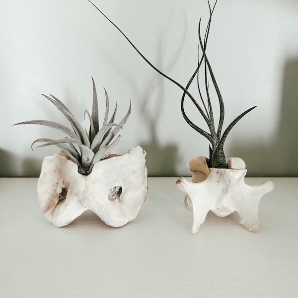 Vertebrae Air Plant Displays | Please Read Full Description | Gift for Doctor, Chiropractor, Teacher | 3” Average | Animal Bone