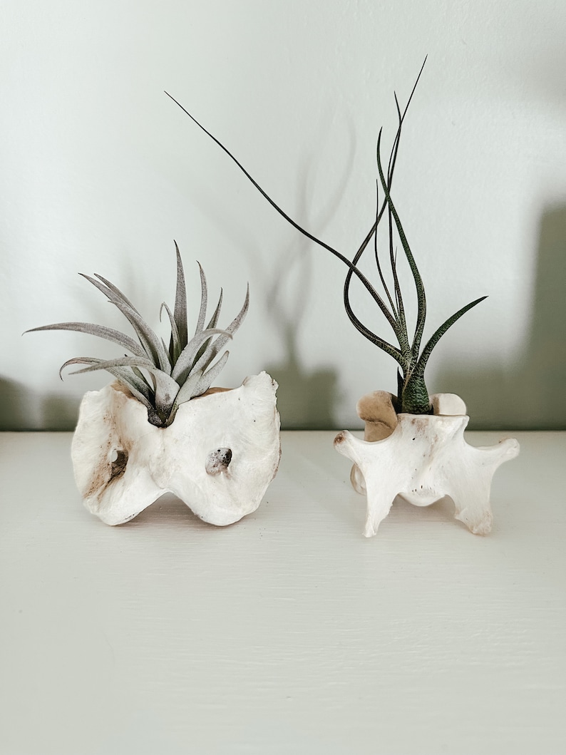 May include: Two small air plants in unique, off-white bone-shaped planters. One plant has long, thin leaves, while the other has a cluster of silvery-gray leaves. The planters sit on a white surface against a white wall.