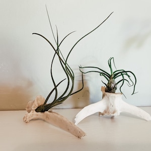 May include: Two air plants with long, green leaves are displayed in unique bone planters. The planters are off-white and have a natural, organic aesthetic. The plants add a touch of nature to the decor.