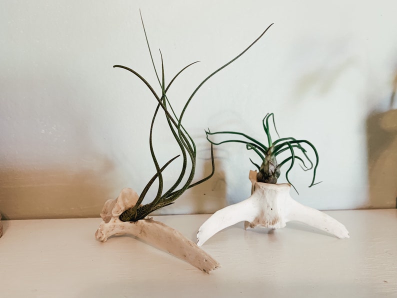 May include: Two air plants with long, green leaves are displayed in unique bone planters. The planters are off-white and have a natural, organic aesthetic. The plants add a touch of nature to the decor.