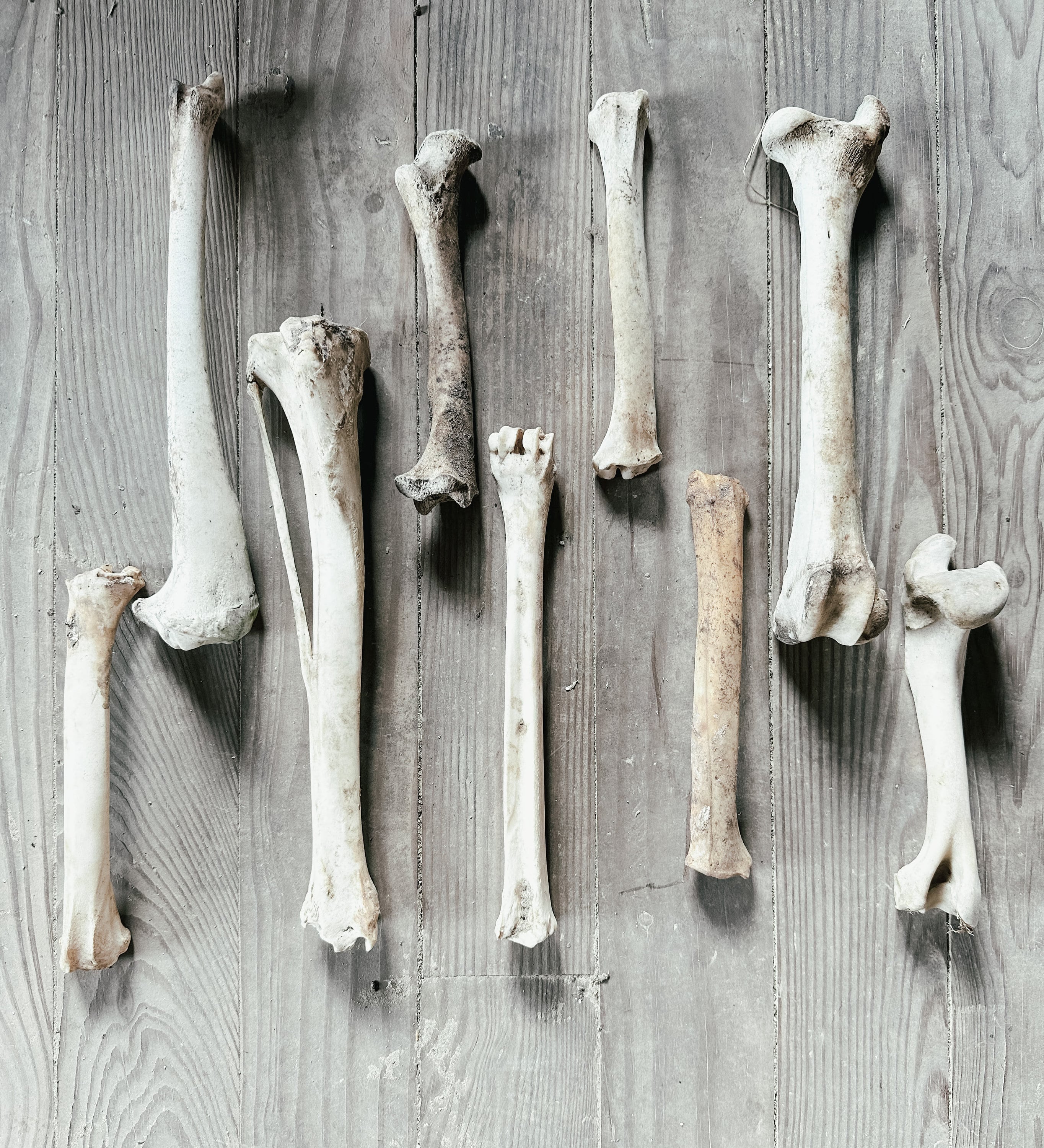 Deer Leg Bones | Set of 4 - Etsy