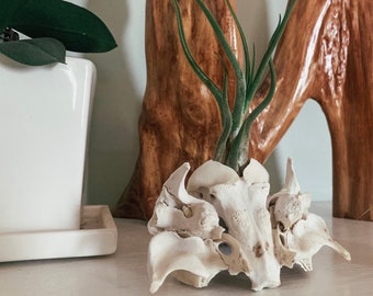 Occipital (Skull) Bone Air Plant Display