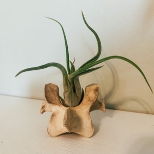 May include: A unique air plant holder made from a vertebra bone. The holder cradles a green air plant with long, slender leaves. The bone has a natural, off-white color, and the plant adds a touch of green. A decorative piece for home decor.