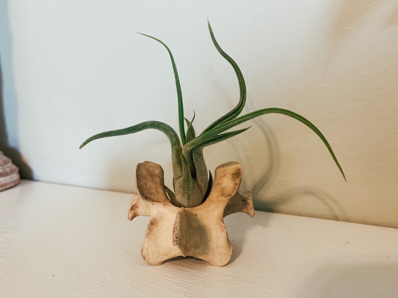 May include: A unique air plant holder made from a vertebra bone. The holder cradles a green air plant with long, slender leaves. The bone has a natural, off-white color, and the plant adds a touch of green. A decorative piece for home decor.