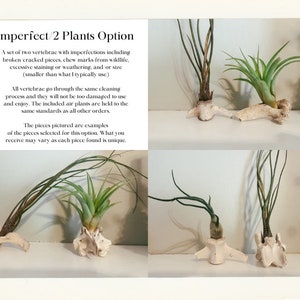 May include: A set of two air plants displayed on vertebrae. The vertebrae have imperfections such as cracks and chew marks. The air plants have green leaves and are attached to the vertebrae.