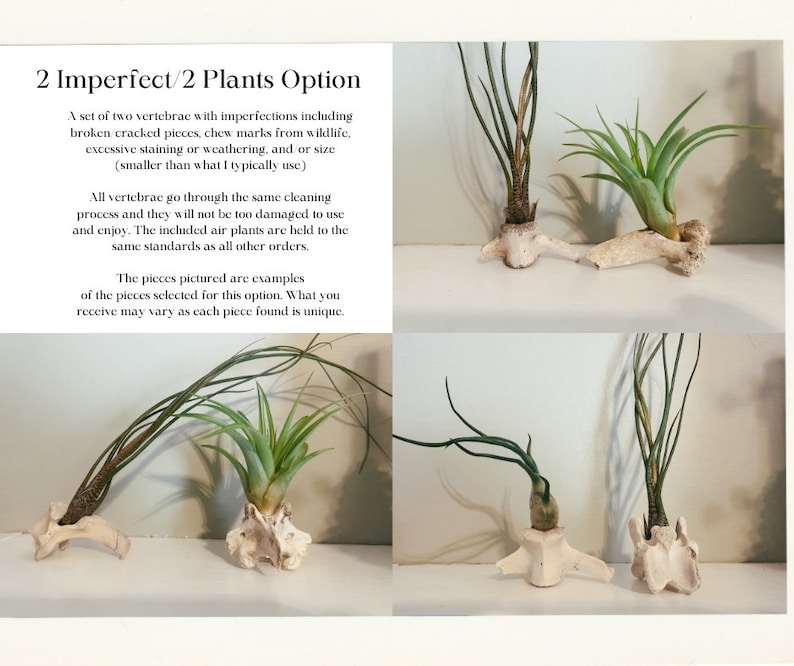 May include: A set of two air plants displayed on vertebrae. The vertebrae have imperfections such as cracks and chew marks. The air plants have green leaves and are attached to the vertebrae.