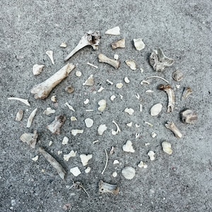 May include: A collection of small, white animal bones scattered on a gray concrete surface. The bones are arranged in a circular pattern.