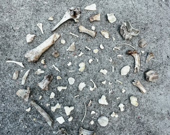 May include: A collection of small, white animal bones scattered on a gray concrete surface. The bones are arranged in a circular pattern.