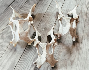 May include: Three white animal bones, possibly from a deer, are arranged in a triangular pattern on a wooden surface.