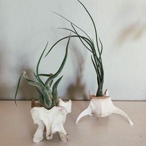 May include: Two air plants in unique, off-white bone-shaped planters. The plants have long, green, and slender leaves. The planters are made from what appears to be animal vertebrae. The background is a light, neutral color.