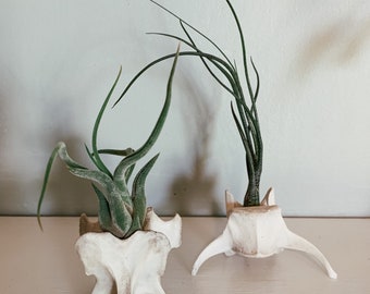 Vertebrae Air Plant Displays | Please Read Full Description | Gift for Doctor, Chiropractor, Teacher | 3” Average | Animal Bone
