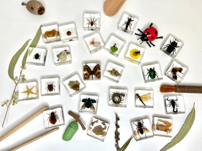 Insect in Resin Animal Specimens Real Bug Butterfly Beetle Crab Marine
