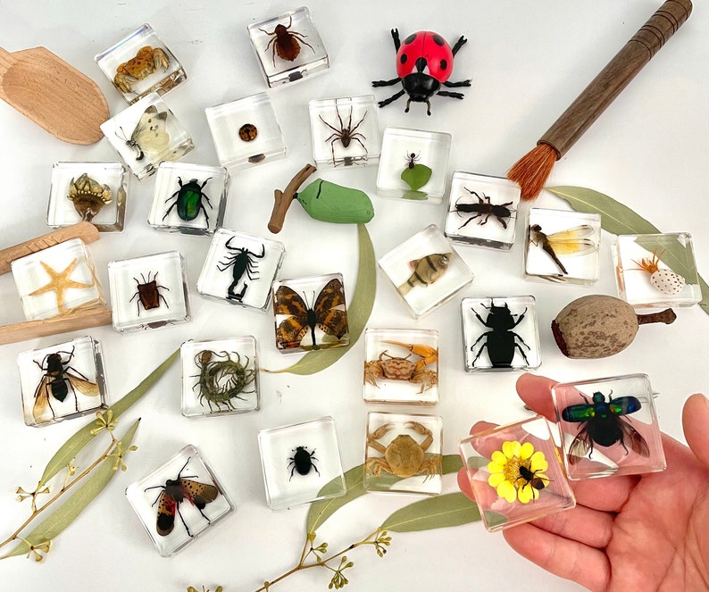 Insect in Resin Animal Specimens Real Bug Butterfly Beetle Crab Marine