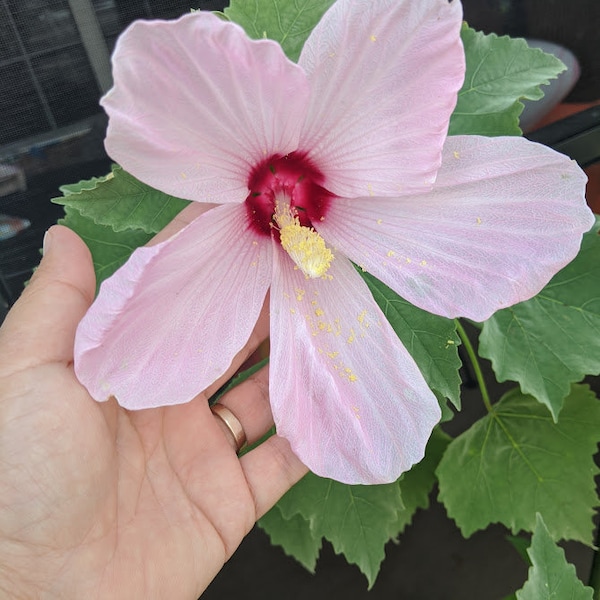 Pink Swamp Rose Mallow hibiscus (hibiscus grandiflorus). 50 seeds (2022 crop), - huge blooms!