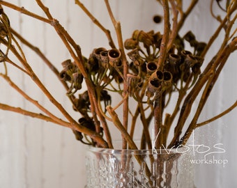 Naturally Dried Eucalyptus Seed Pod Branch | Naturally Dried Eucalyptus Seed Pod Stem | Dried Flowers | Home Decor | Craft Supplies