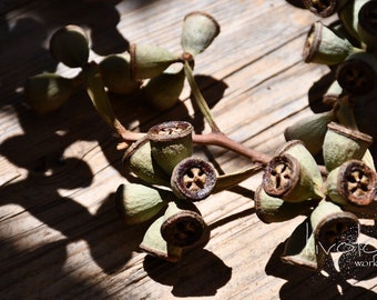 Naturally Dried Eucalyptus Seed Pod Branch | Naturally Dried Eucalyptus Seed Pod Stem | Dried Flowers | Home Decor | Craft Supplies