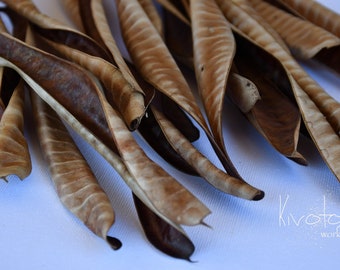 Naturally Dried Acacia Seed Pods | Dried Flowers | Home Decor | Craft Supplies