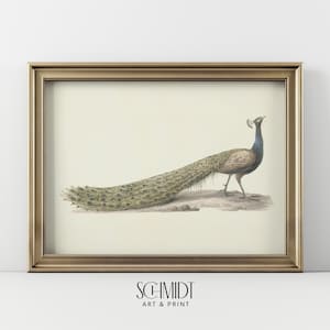 Vintage Peacock Print, Antique Nursery Wall Art, Neutral Bird Painting, Digital Download, Farmhouse Decor Printable, Bird Oil Painting