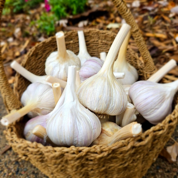 Wisconsin garlic