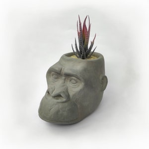 May include: A grey concrete gorilla head planter, with a small succulent plant with red and green leaves. The planter has detailed facial features and is filled with light-coloured soil.
