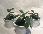 Jade plant mini