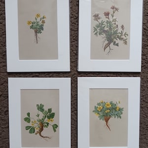 Vintage Hartinger Botanical Watercolour Prints Set of 4 Mounted 1897