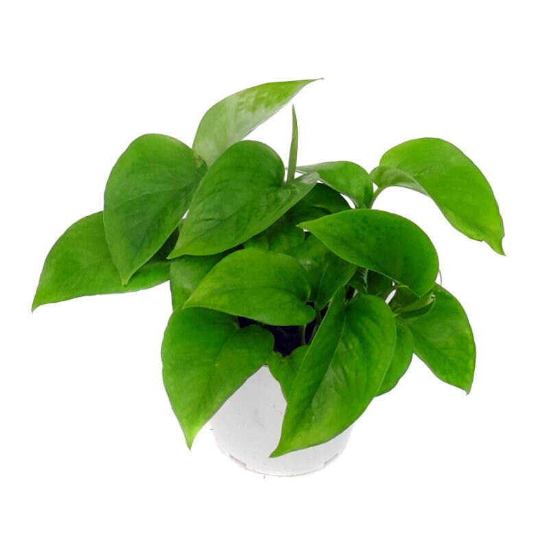 Green Jade Pothos 4" Pot