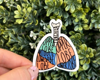 Könnte beinhalten: Ein weißer Aufkleber mit einer bunten Illustration einer menschlichen Lunge, beschriftet mit den Worten "Oberlappen", "Mittellappen", "Unterlappen" und "Trachea".