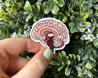 Pegatina anatómica del cerebro