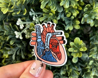 Anatomical Heart Healthcare/Nursing Sticker