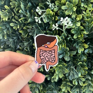 Digestive System Healthcare/Nursing Sticker