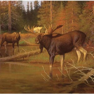 May include: Two moose stand in a shallow pond in a forest setting. The larger moose has large antlers and is facing the viewer. The smaller moose is facing away from the viewer. The water is brown and the forest is a mix of green and brown.