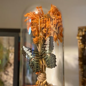 Könnte beinhalten: Dekorative Präsentation mit einem Schmetterling mit schwarz-weiß-grünen Flügeln und getrockneten orangefarbenen Blumen, eingeschlossen in einer Glasglocke. Die Glocke steht auf einem Holzsockel und schafft eine einzigartige und künstlerische Präsentation.