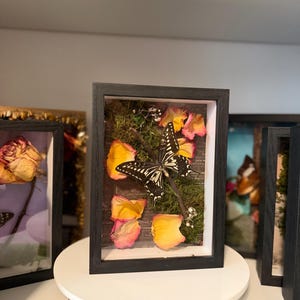 Cuadro Mariposa Real Papilio polytes Preservada | Marco 3D Shadow Box con Pétalos de Rosa | Arte Botánico Natural