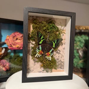 Puede incluir: Exhibición enmarcada de un espécimen de mariposa colorida. La mariposa, con marcas verdes, negras, naranjas y amarillas, está montada sobre un lecho de musgo verde contra un fondo de estilo vintage. El marco es negro con interior blanco.