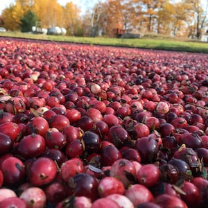 Cranberry Vines For Propagation, Wild Cranberry Variety (McFarlin) Organic plant