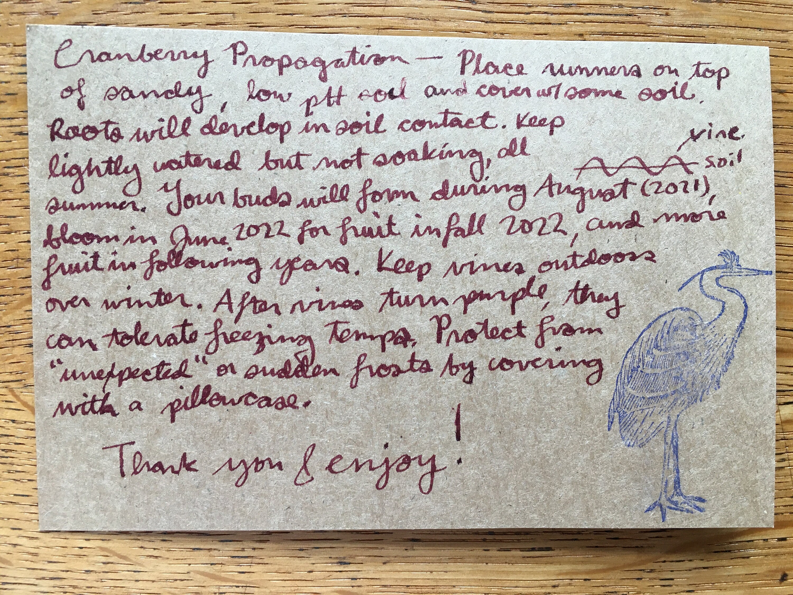 Cranberry Vines for Propagation, Wild Cranberry Variety (mcfarlin