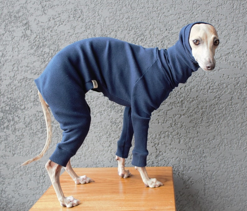 dog onesie