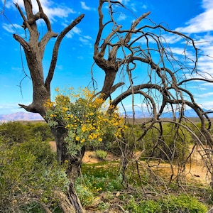 Arizona Weihnachtsbaum