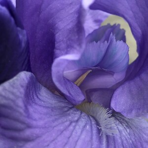 Sexy Purple Iris