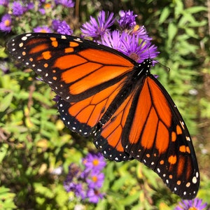 Monarch butterfly (Danaus plexippus) photo on metal