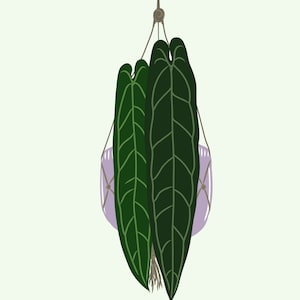 Anthurium Queen Digital Art Download